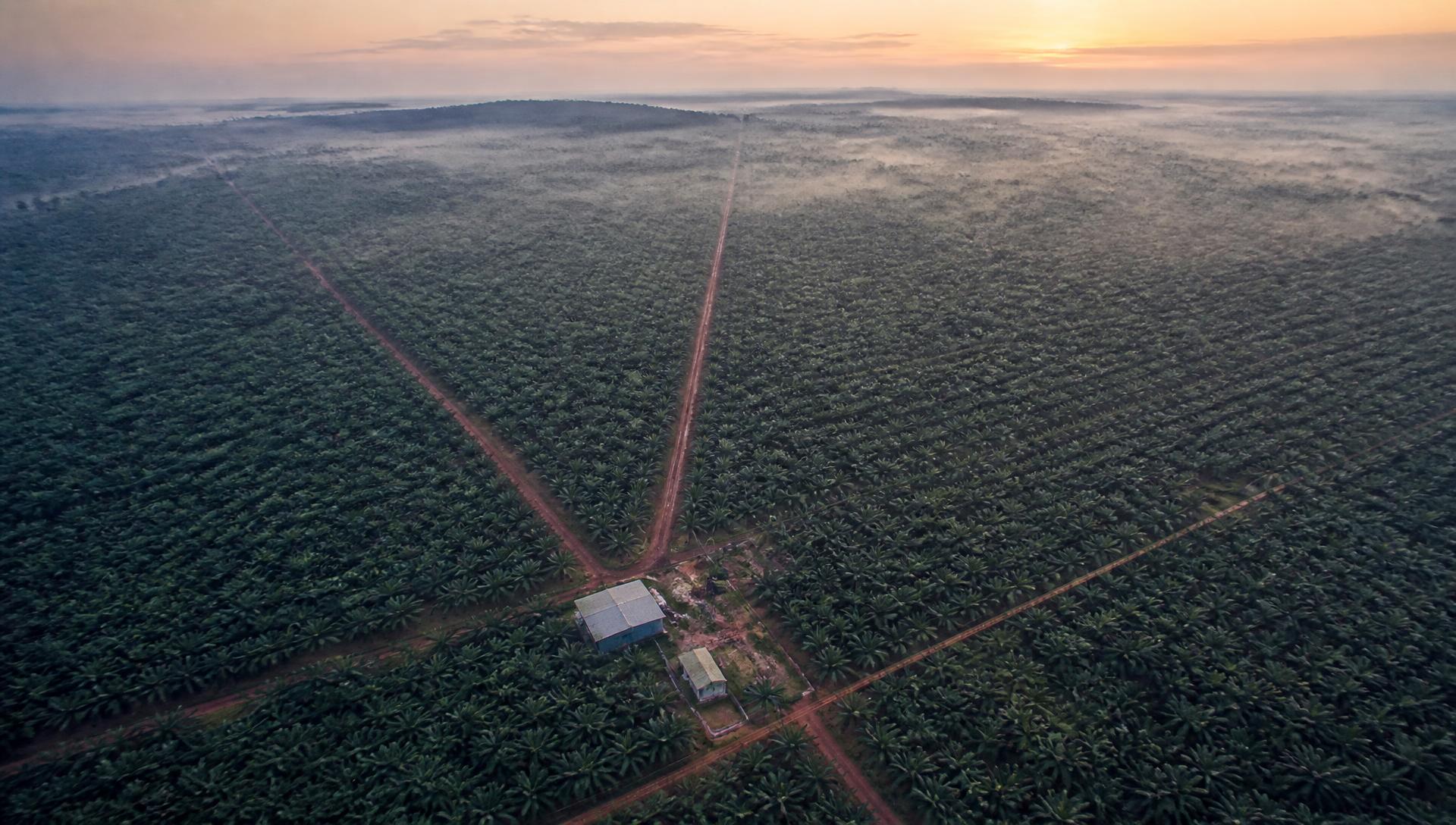 Aerial view of an African oil palm plantation at dawn